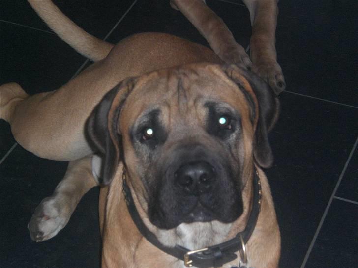 Boerboel Anton billede 12