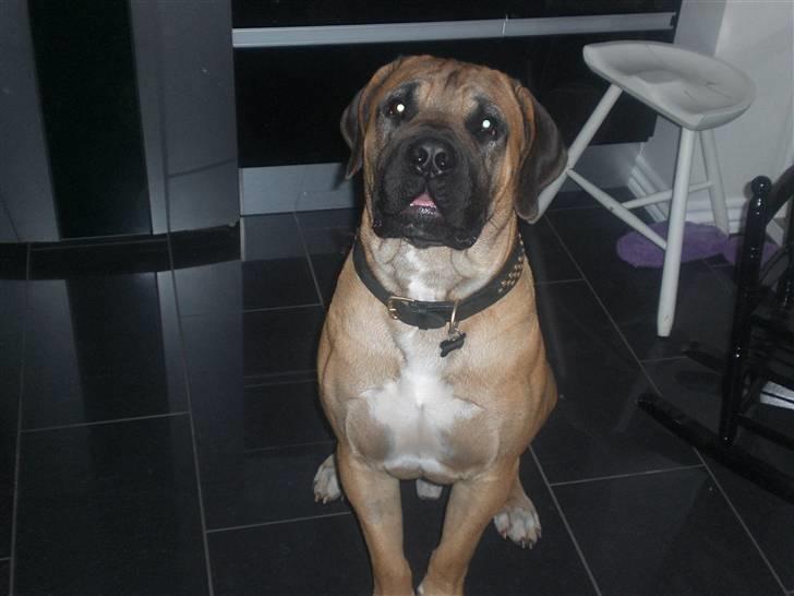 Boerboel Anton billede 13