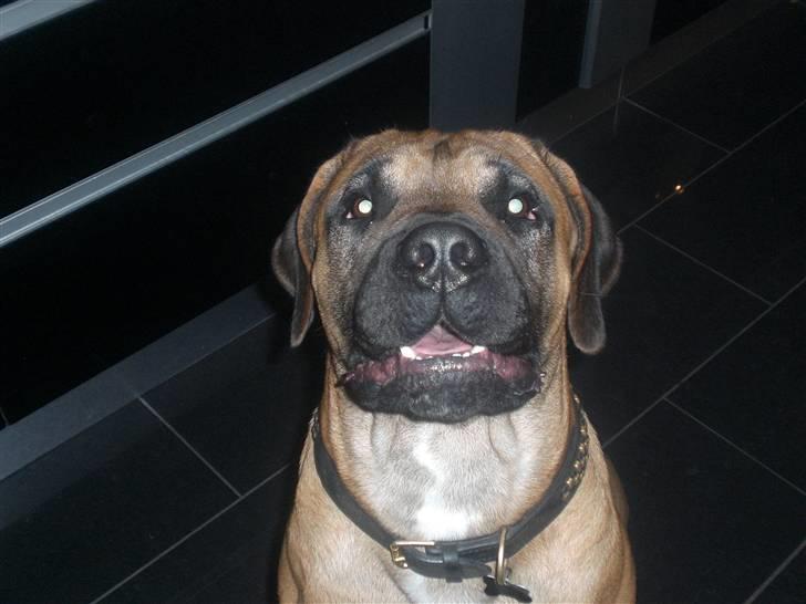Boerboel Anton billede 14