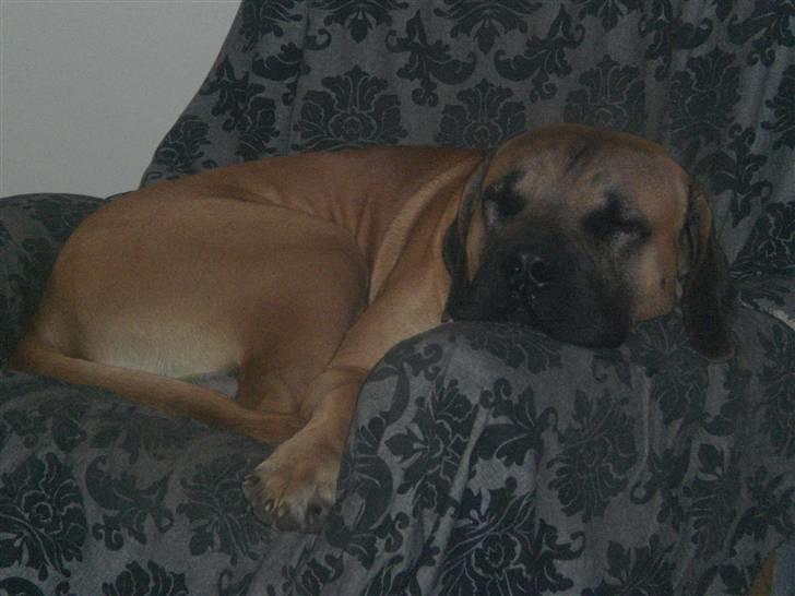 Boerboel Anton billede 16