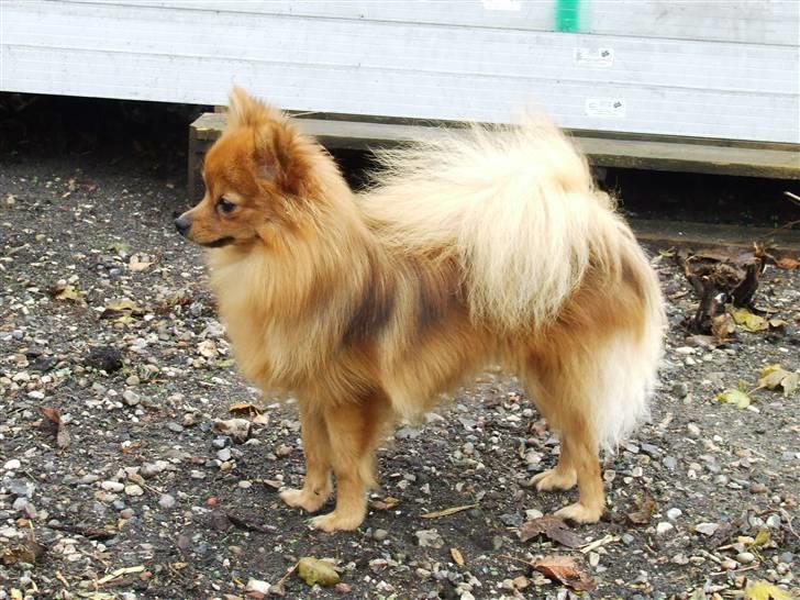 Pomeranian Tilde - Tilde som hun stort set ser ud i dag:) billede 6