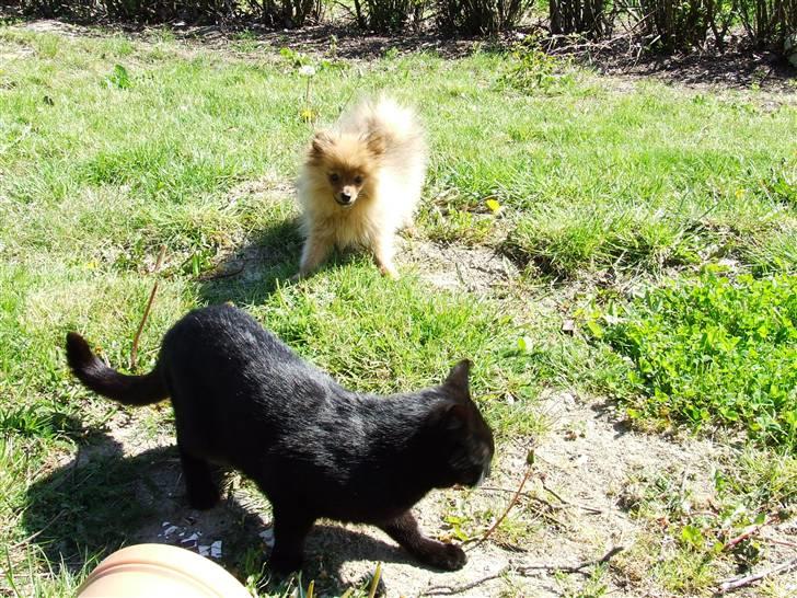 Pomeranian Tilde - Tilde d. 12 maj 09 billede 7