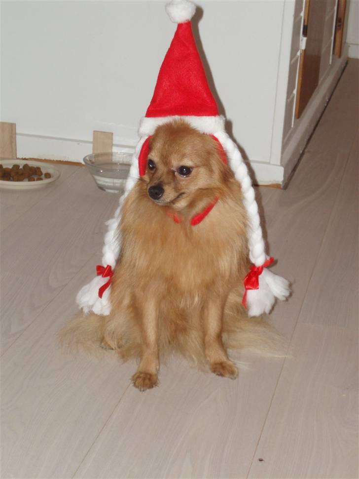 Pomeranian Tilde - "JuleTilde":) billede 8