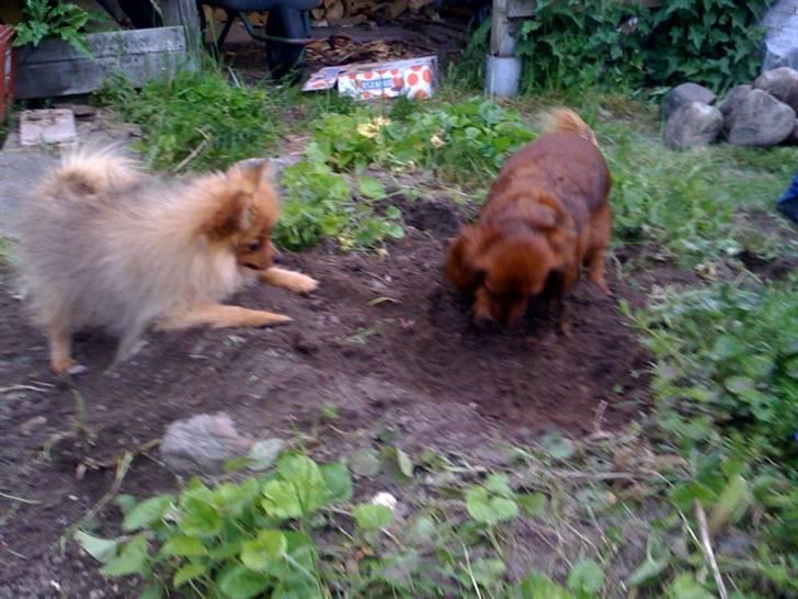 Pomeranian Tilde - Tilde der hjælper Alberte i haven:) billede 9