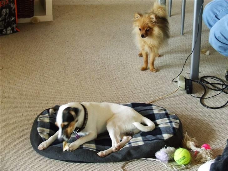 Pomeranian Tilde - Tilde sammen med Junior billede 10