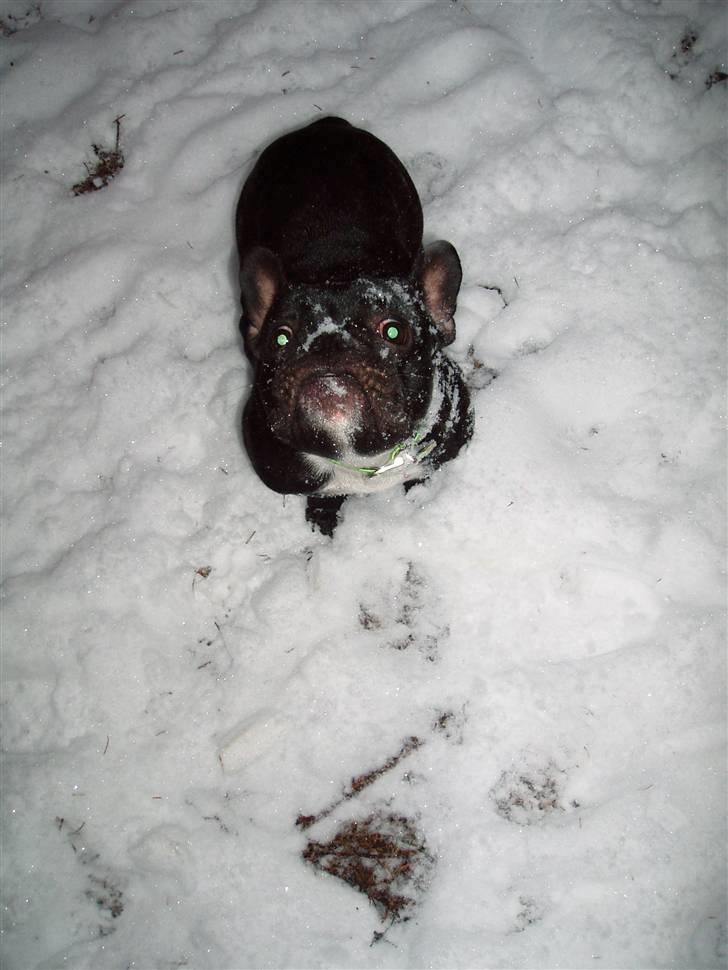 Fransk bulldog Babe - Babe i sneen Decemer 2009 billede 11