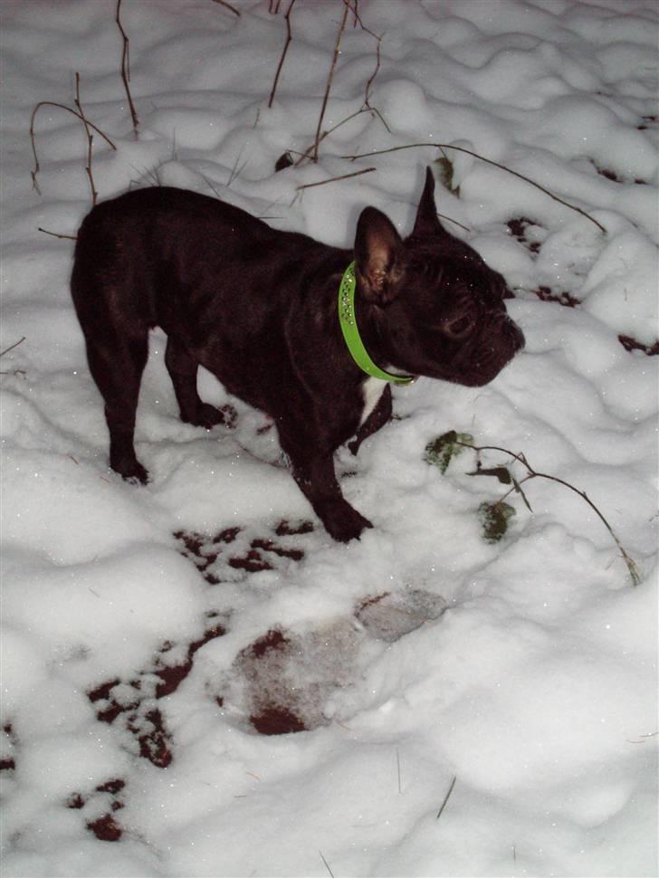 Fransk bulldog Babe - Babe i sneen, december 2009, hun syns det er meget koldt... billede 12