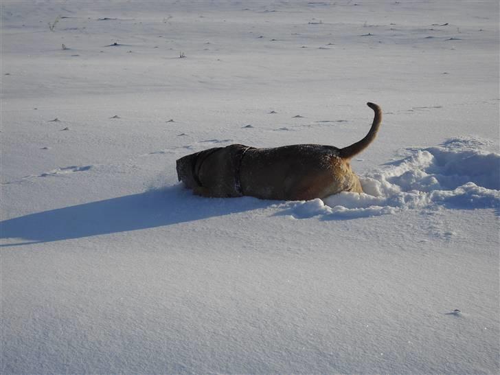 Cane corso Pippi R.I.P. billede 20