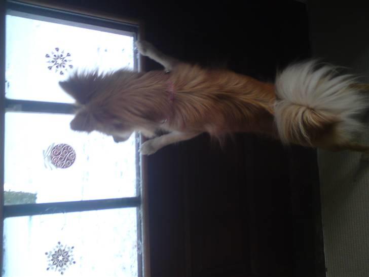 Blanding af racer Mille SOLGT - hey der er sne udenfor billede 6