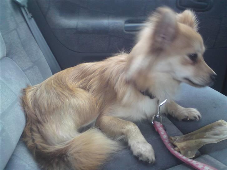 Blanding af racer Mille SOLGT - første køre tur billede 7