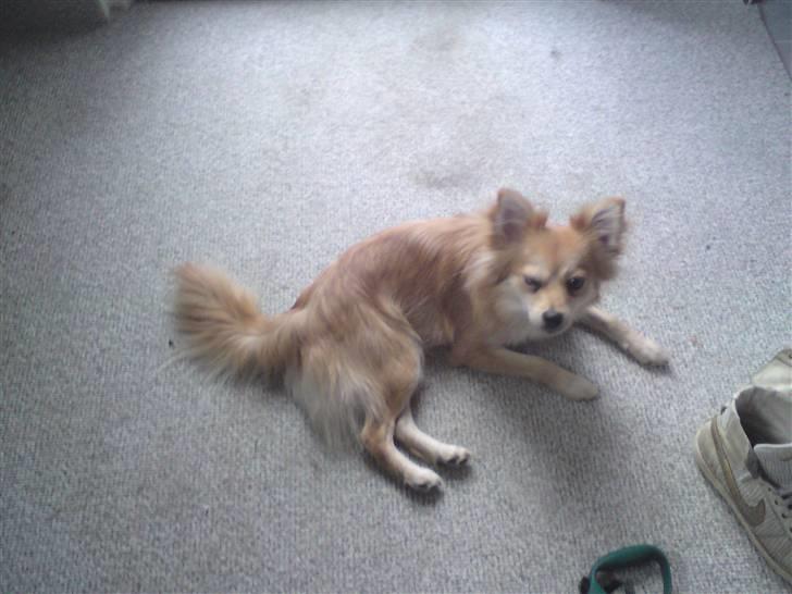 Blanding af racer Mille SOLGT billede 8