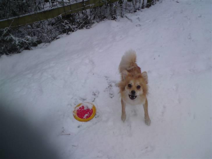 Blanding af racer Mille SOLGT - juhuuu ude og lege i sneen billede 9