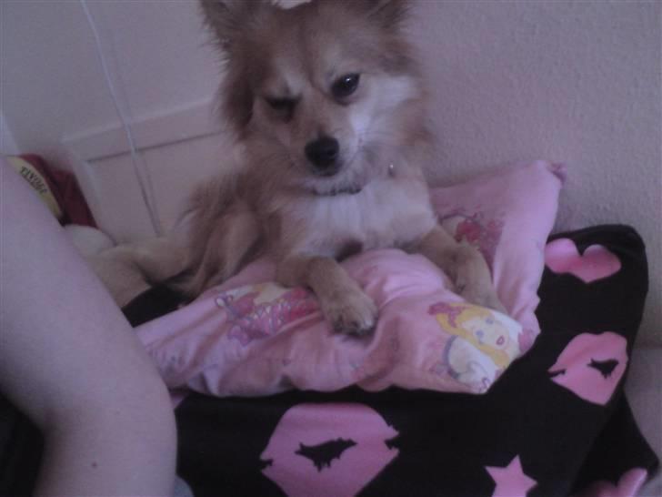 Blanding af racer Mille SOLGT - haha jeg fik hovedpuden billede 10