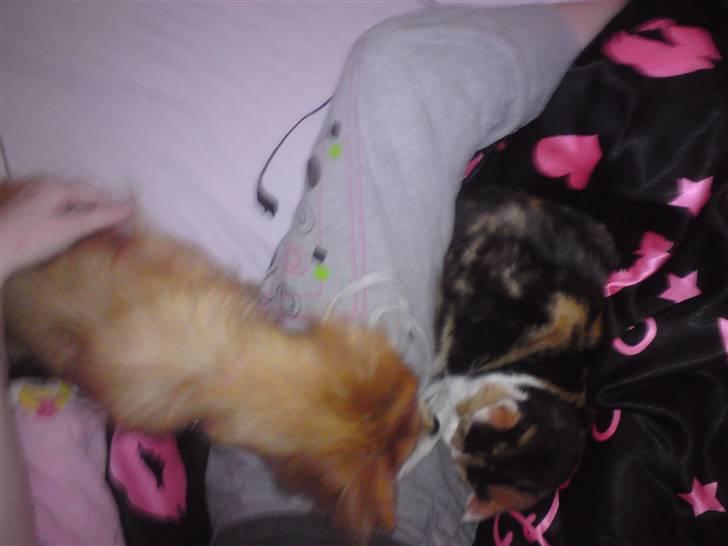 Blanding af racer Mille SOLGT - første gang vi er så tæt på maggie (katten) billede 11