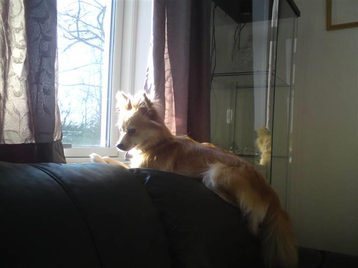 Blanding af racer Mille SOLGT - haha jeg kunne godt ligge på sofaens ryglæn billede 12