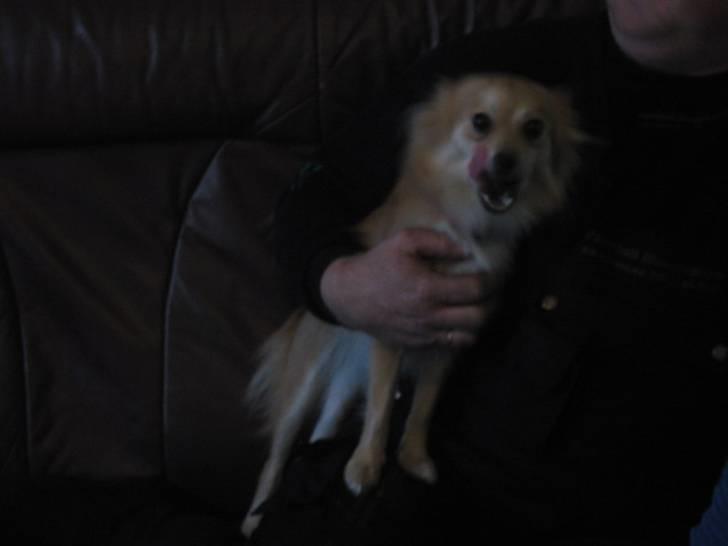 Blanding af racer Mille SOLGT - hygge med far i sofaen billede 13