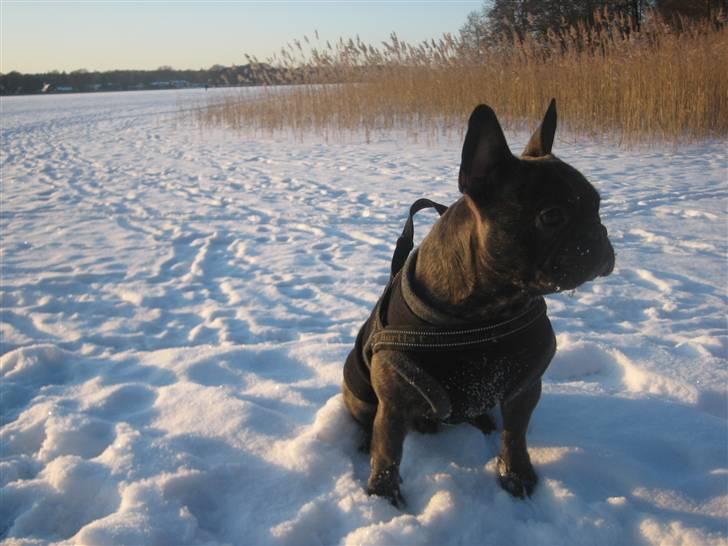 Fransk bulldog Ludvig billede 12