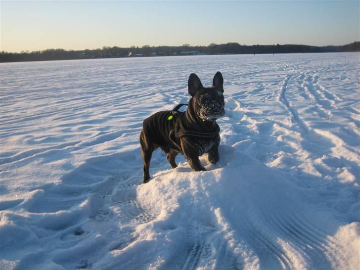 Fransk bulldog Ludvig billede 13