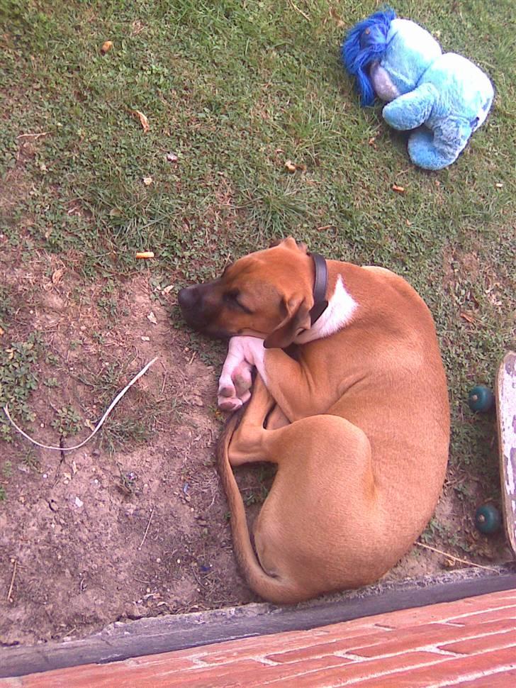 Cane corso Cozmo <3 billede 17