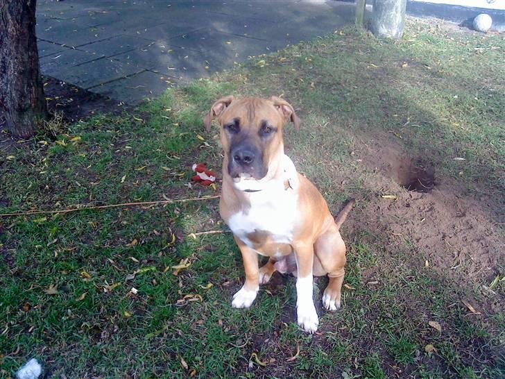 Cane corso Cozmo <3 billede 18