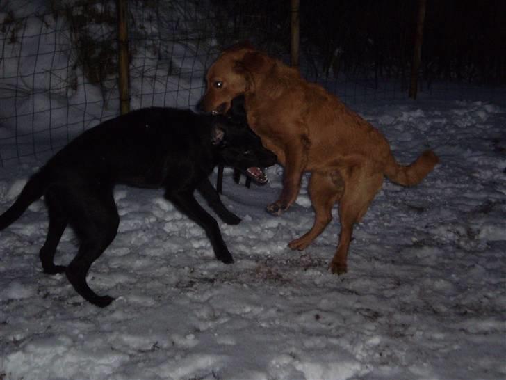 Blanding af racer Thor billede 2