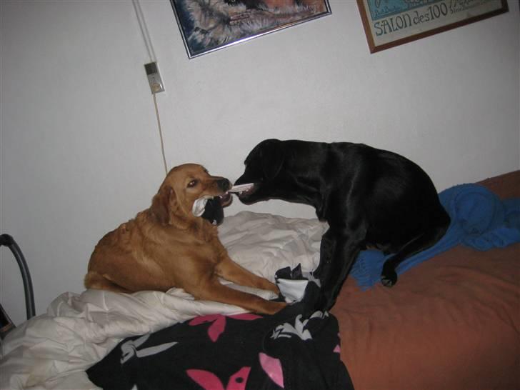 Blanding af racer Thor billede 3