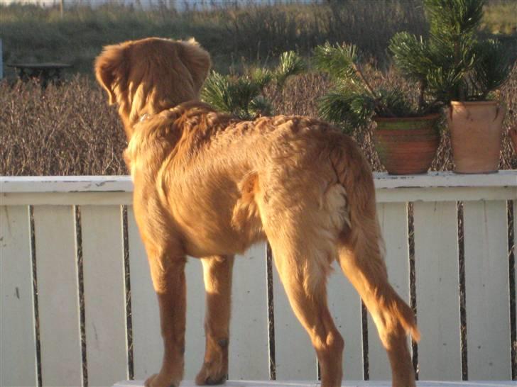 Blanding af racer Thor billede 4