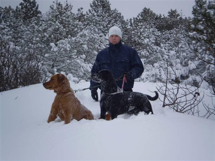 Blanding af racer Thor billede 5