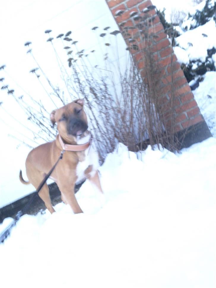 Cane corso Cozmo <3 billede 20