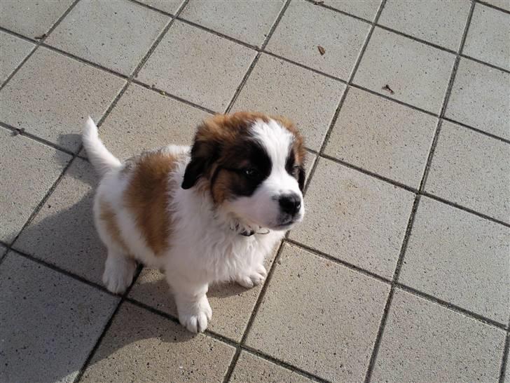 Sankt bernhardshund oswald billede 2