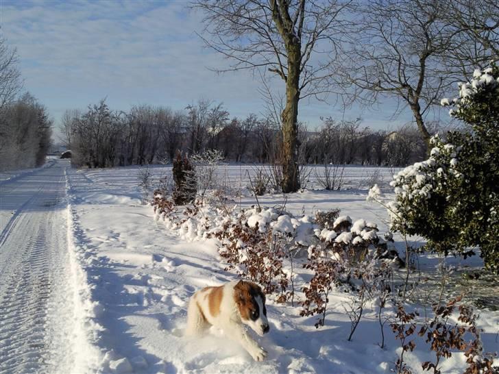 Sankt bernhardshund oswald - i fuld fart i snedriverne billede 3