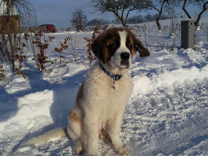 Sankt bernhardshund oswald billede 4