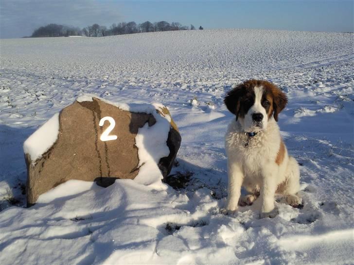 Sankt bernhardshund oswald billede 5