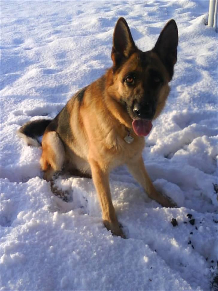 Schæferhund Fie - Fie i sne :D billede 1