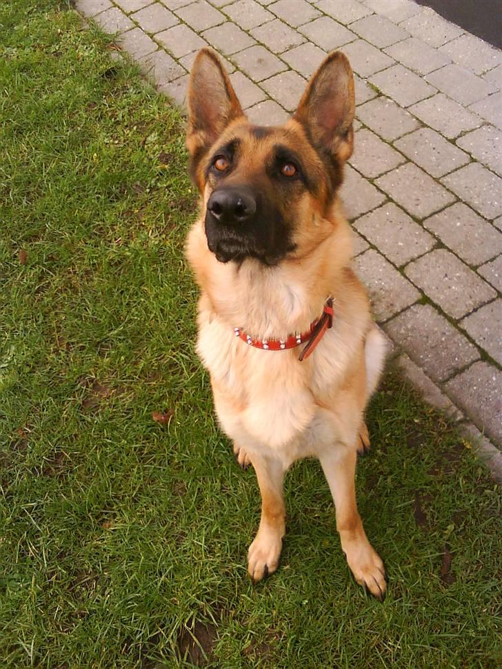 Schæferhund Fie - Fie  billede 2