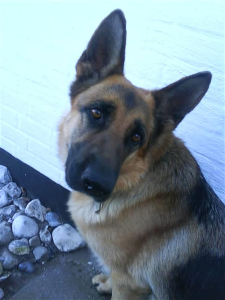 Schæferhund Fie - Fie  billede 3