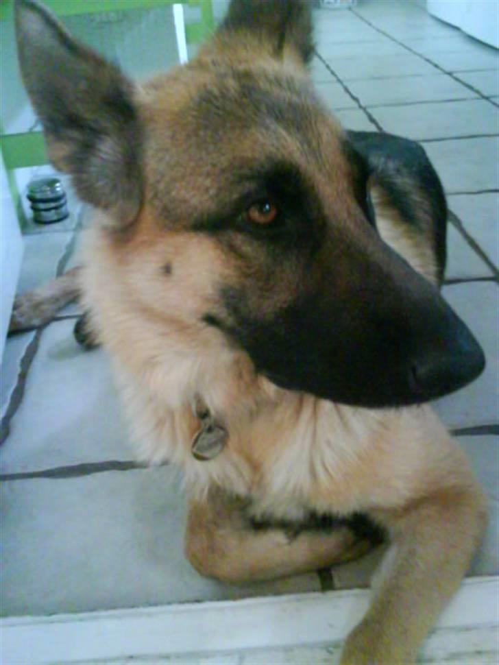 Schæferhund Fie - Fie billede 4