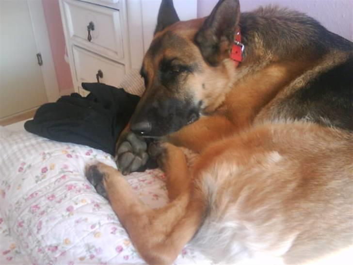 Schæferhund Fie - Fie liggeri min seng billede 5