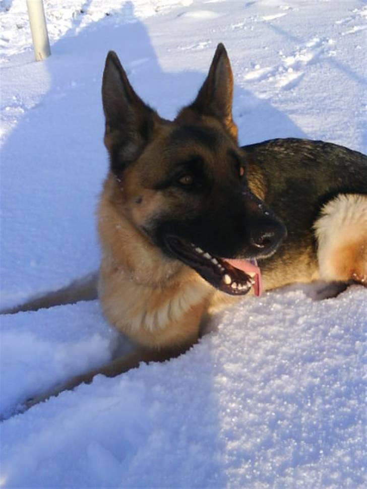 Schæferhund Fie - Fie i sne  billede 6