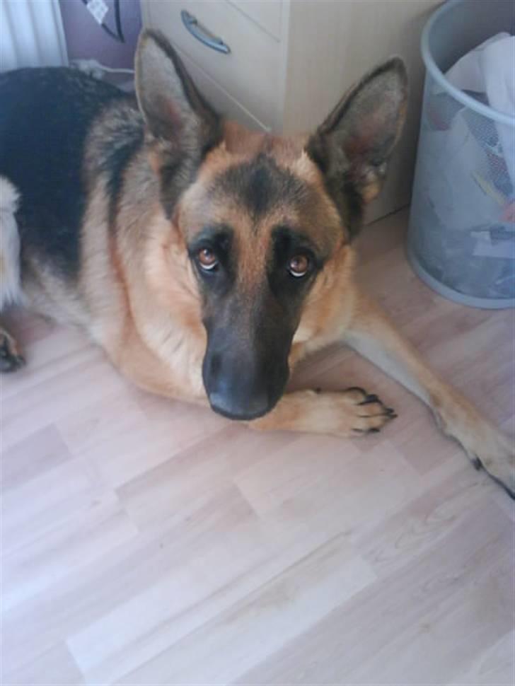 Schæferhund Fie - Fie billede 7