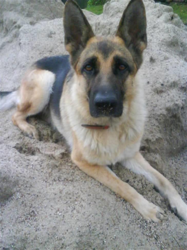 Schæferhund Fie - Fie i sand<3 billede 8