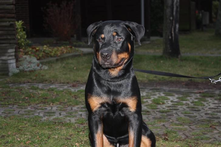 Rottweiler Chico billede 10