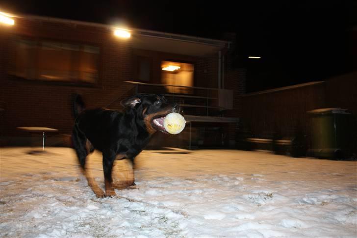 Rottweiler Chico billede 13