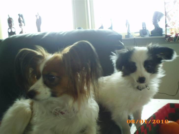 Papillon Zimba - Mig og smukke Chili billede 12