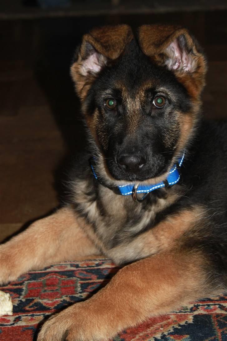 Schæferhund Hekami Turbo (Kovo) billede 1