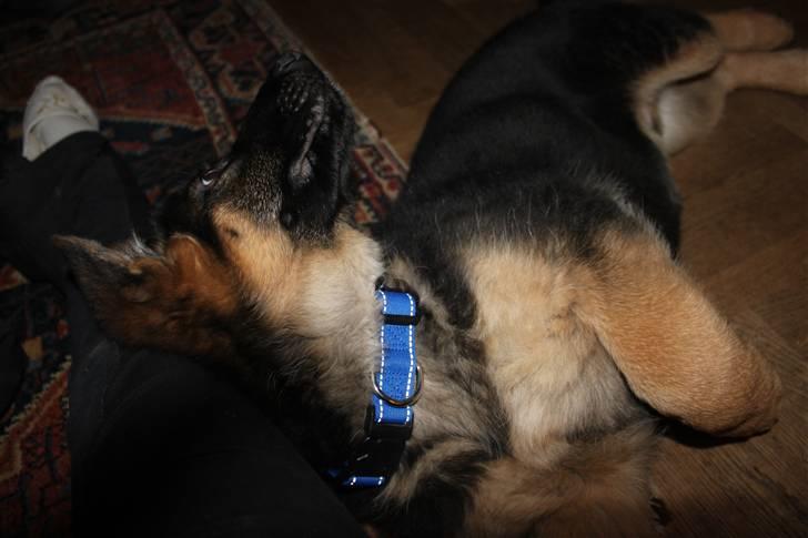 Schæferhund Hekami Turbo (Kovo) billede 2