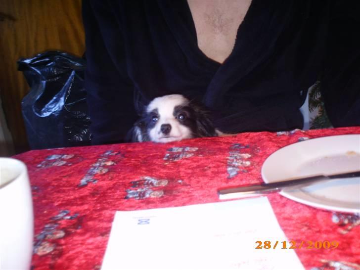 Papillon Zimba - Lille skønne Zimba billede 13