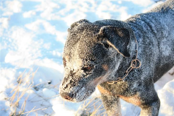 Rottweiler Chico billede 15