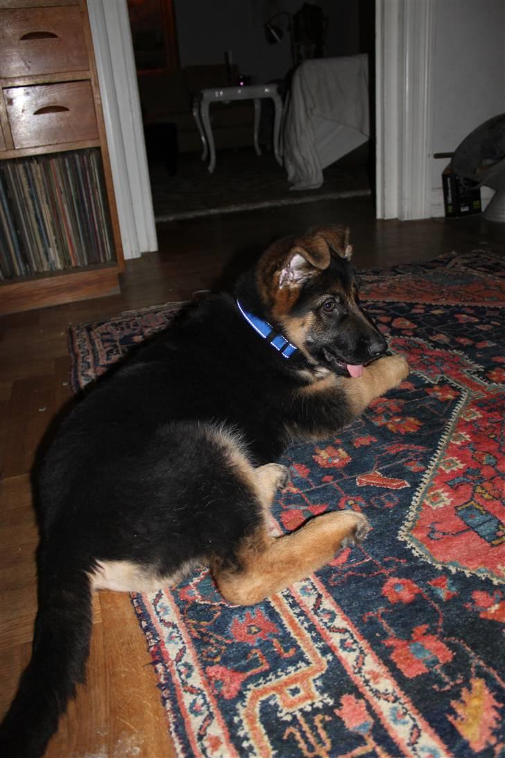 Schæferhund Hekami Turbo (Kovo) billede 3