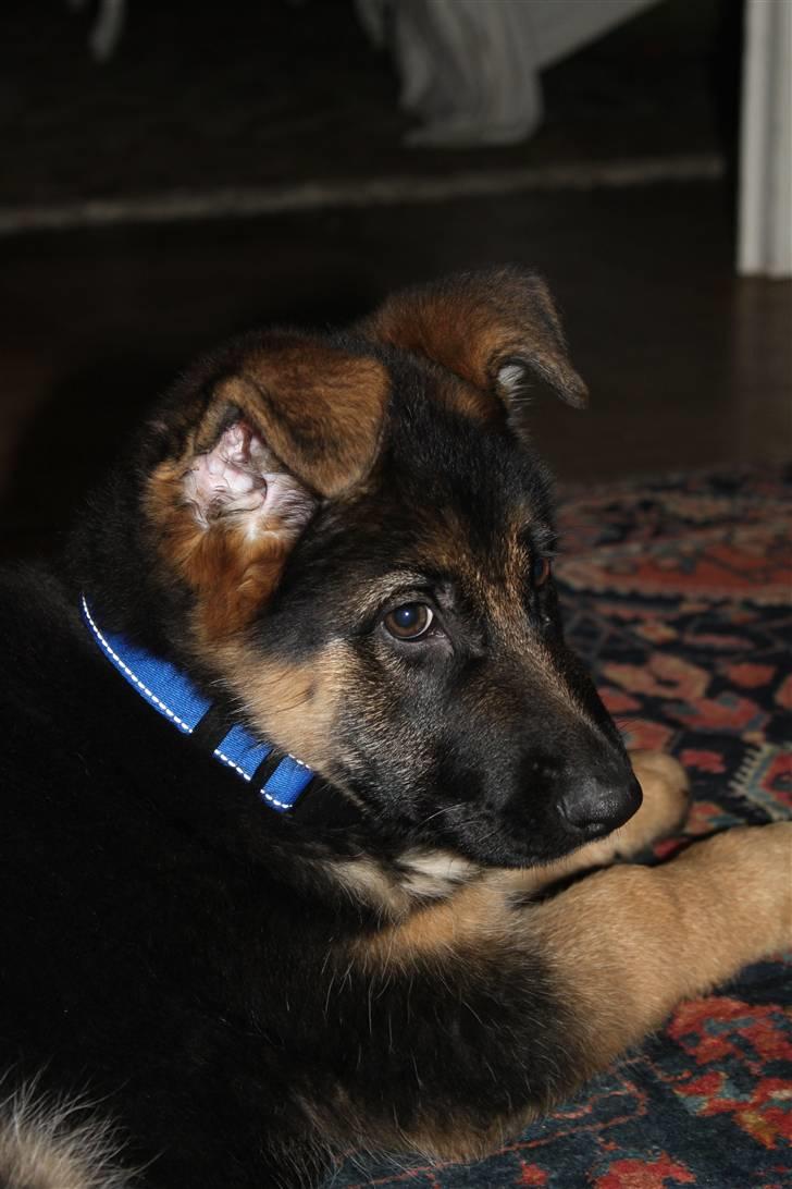 Schæferhund Hekami Turbo (Kovo) billede 4